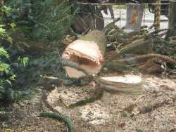 bomen rooien in Hoeven